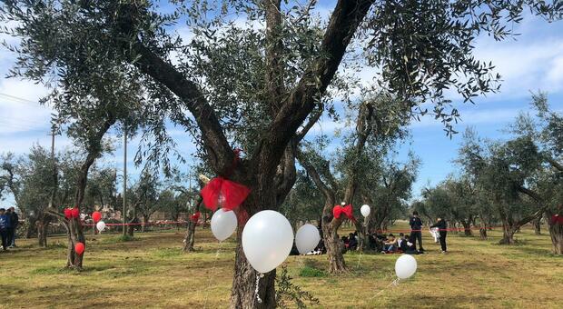 Da Noemi a Melissa: a Martano un parco di ulivi per ricordare le vittime di femminicidio