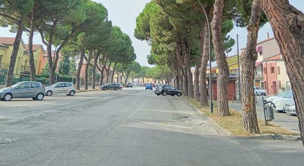 Legambiente contro l'abbattimento dei 62 pini in centro ad Adria: «E' illegittimo»