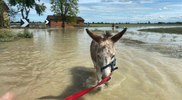 Mais, l'asinello rimasto due giorni nel fango dopo l'alluvione: è diventato il simbolo della Romagna che non si arrende