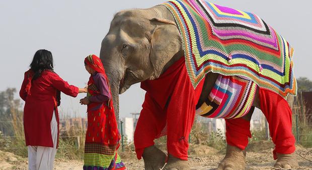 India, pigiami extralarge per proteggere gli elefanti del freddo
