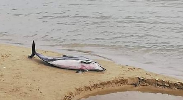 Delfino trovato morto sulla spiaggia: forse è rimasto impigliato nelle reti