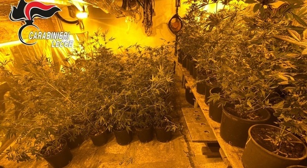 Salento, tre arresti per droga: scovata una piantagione di marijuana in una mansarda. Due fermi per cocaina