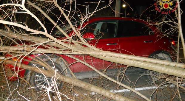 Porto Recanati, albero si abbatte su un'auto: paura per i passeggeri