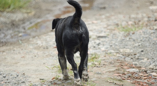 Cani randagi sul Vesuvio, sos freddo: «Servono coperte e cibo, aiutateci»