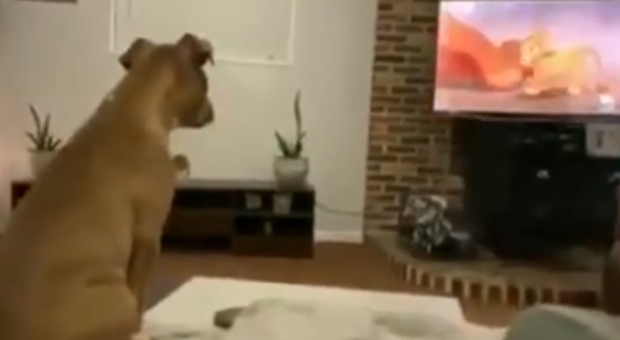 Il cane guarda il "Re Leone" e si commuove davanti alla tv