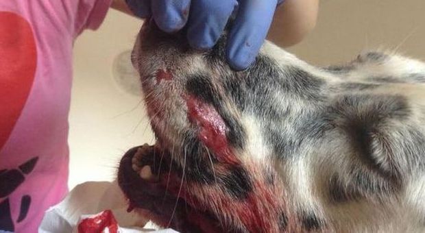 Massacra un cane con la zappa: "Era entrato nella mia proprietà"