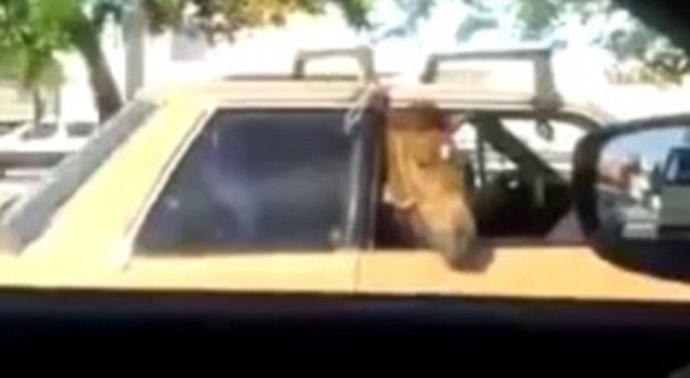 Trasporta un cavallo sul sedile posteriore dell'auto, il video fa il giro del web