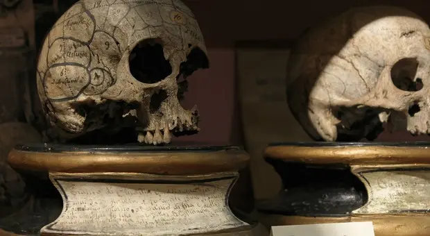 Primo piano del cranio di Giuditta Guastamacchia, uno dei quattro teschi della Vicaria, sui quali è possibile vedere i segni fatti per gli studi di frenologia