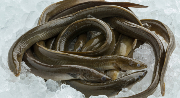 Ingoia due anguille e rischia di morire per una grave infezione: «Volevo curare la mia costipazione»