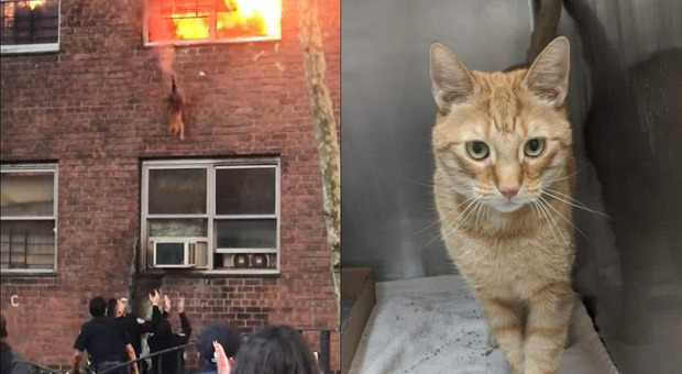 Il gatto scappa dall'appartamento in fiamme con un salto dal secondo piano: il video fa il giro del web