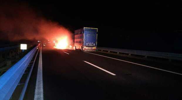 Tir carico di animali in fiamme in autostrada: morti dieci bovini, chiuso tratto della A1 durante il recupero