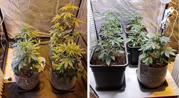 Marijuana in tasca e dieci piante che crescono in casa a Visso: nei guai 23enne col pollice verde