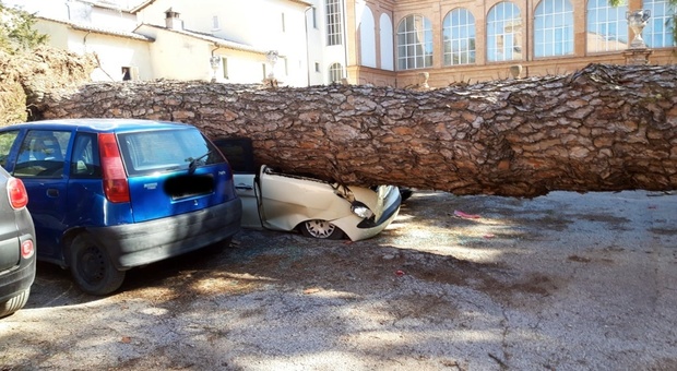 Foligno, grosso pino cade per il vento e schiaccia 5 auto. Agente della polizia locale salva automobilista
