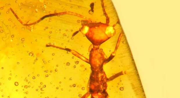 Nell'ambra un insetto "simile a E.T.": è vissuto 100 milioni di anni fa