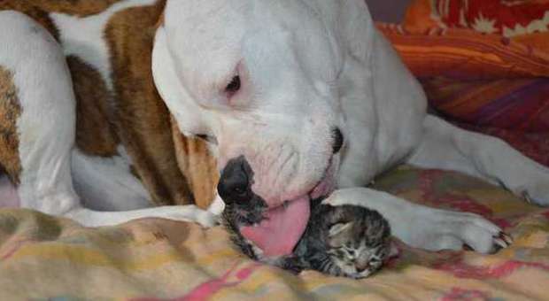 Terni, la mamma bulldog allatta il micio abbandonato
