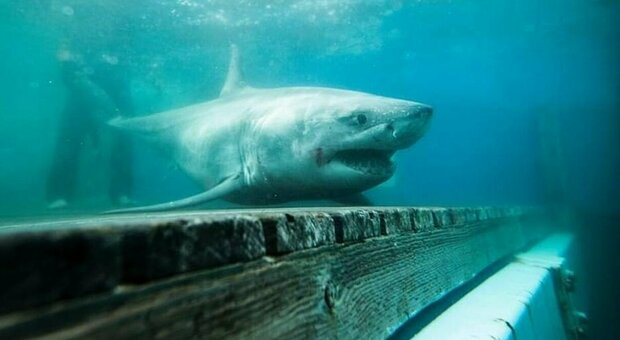 Uomo o squalo? Il predatore più temuto dell'oceano non ha le pinne