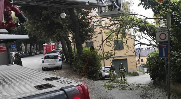 Albero cede e crolla su un palazzo: strada chiusa ad Osimo, vigili del fuoco al lavoro per ore