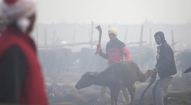 Gadhimai, il festival degli orrori: 200mila animali sacrificati a colpi di machete