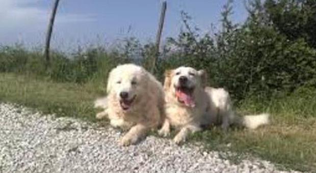 Viterbo, troppi cani in giardino: condannati a pagare ventimila euro