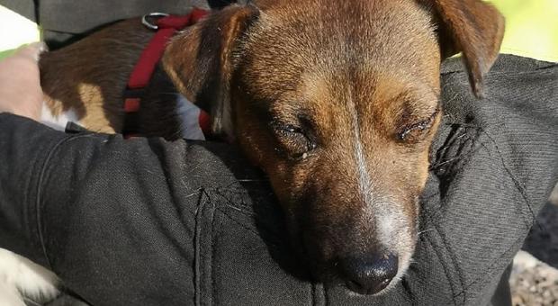 Jack Russell Terrier precipita in un dirupo profondo 70 metri