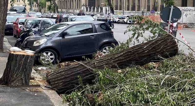 Roma, le vie dell’Esquilino intralciate dagli alberi tagliati. «Tronchi per strada e parcheggi bloccati»