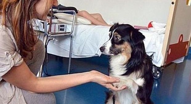 In rianimazione, i medici autorizzano: il suo cane può starle accanto