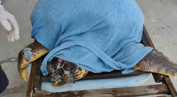 Tartaruga mutilata soccorsa sul litorale, inutili le cure dei volontari: muore