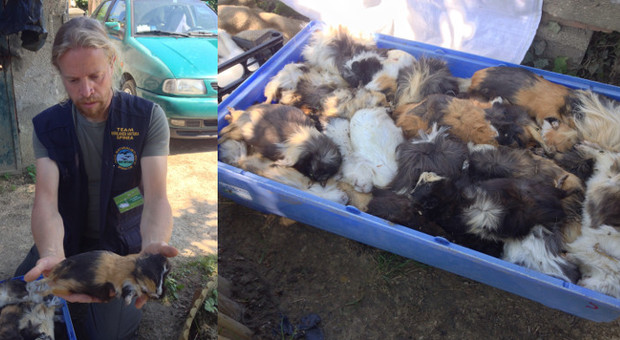 Oasi animali, è strage: decapitate anatre, galline e conigli