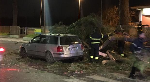 Roma, albero crolla e prende un'auto in pieno: conducente ferito gravemente