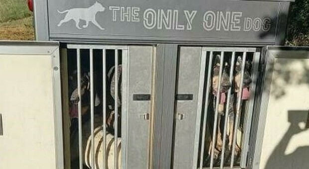Maltrattamento di animali, sequestrati 15 cani segugio