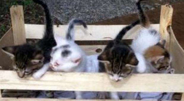 Rovigo, gattini nel cassonetto: ​buttati via come spazzatura