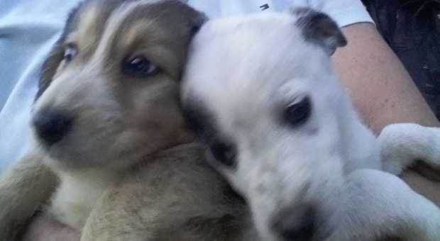 I due cuccioli salvati a Ceccano