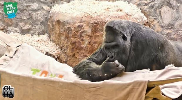 Toni, il gorilla solirario dello zoo di Kiev (immag diffusa da Kiev Garden Zoo e dalla pagina Fb ucraina TONI Zoogorilla News)
