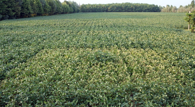 Una immagine di archivio di un campo di soia
