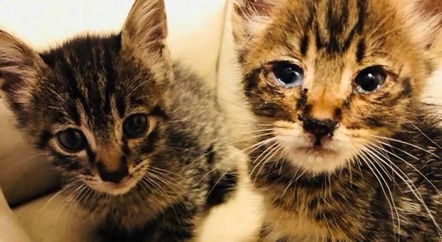 Quei due gattini buttati via salvati dai bimbi-infermieri