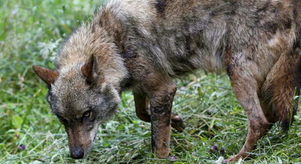 La Spagna dice addio alla caccia al lupo (immag pubbl da Ansa)