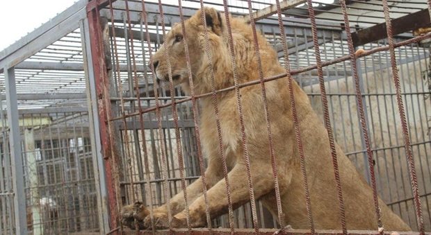 Mosul, orso e leone sopravvivono alla distruzione dello zoo: salvati dagli abitanti del posto