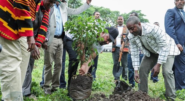 Oltre 350 milioni di alberi piantati in un solo giorno in Etiopia (immagine pubblicata dal Primo Ministro sulla pagina social)