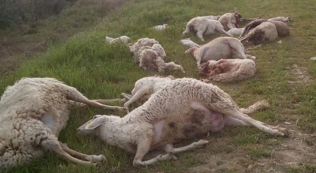 Branchi di lupi nel Fermano, sbranate centinaia di pecore. Gli allevatori: «Siamo esasperati, costretti a mollare»