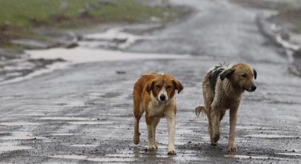 Regole non rispettate: in dieci giorni multati sei proprietari di cani