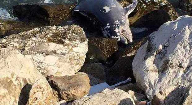 A San Benedetto macabro ritrovamento Trovato un delfino morto al molo