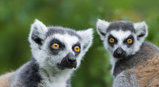 Papa Francesco suona l'allarme per le foreste, a rischio persino i lemuri del Madagascar
