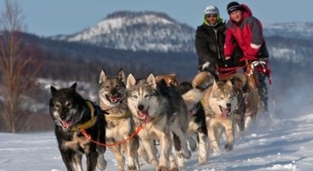 Guidare una slitta trainata dai cani nelle immensità innevate dell'Ontario