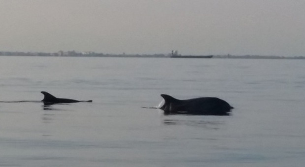 Spettacolo a Pellestrina: branco di delfini gioca in mare