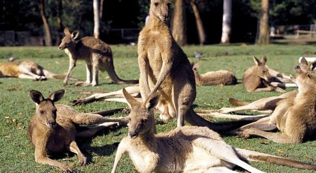Un rilassante safari tra i canguri nella natura incontaminata d'Australia