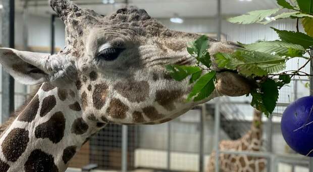 Jimmie, la giraffa maschio più vecchia del mondo è morta. (Immag diffuse sui social dal Plumpton Park Zoo di Rising Sun, Maryland)