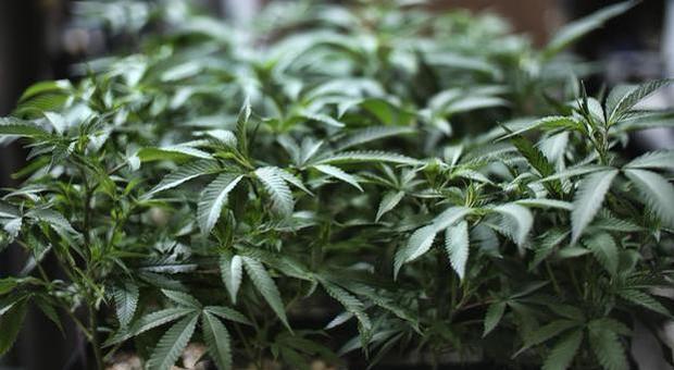Cannabis domestica, la Corte: può fumarla soltanto il produttore