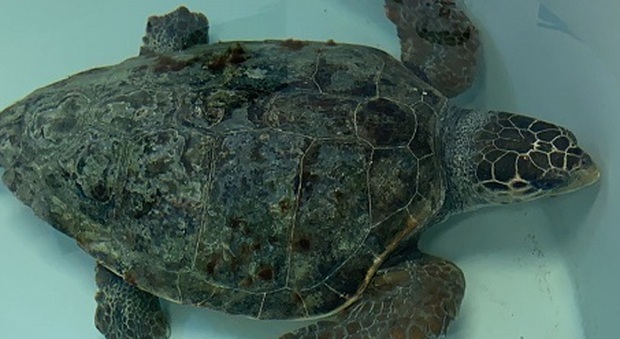 La tartaruga Poseidone torna in mare: un gps seguirà il suo viaggio nel Mediterraneo