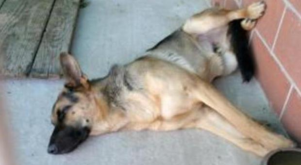Due cani falciati in tangenziale dopo una «fuga» di 20 chilometri
