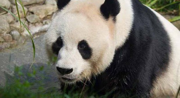 Edimburgo, paura allo zoo: panda gigante rientra nel recinto, guardiano si salva per un soffio